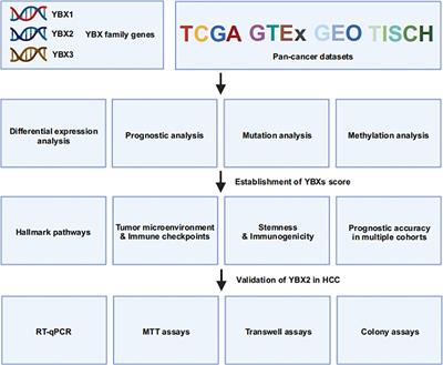 Comprehensive pan-cancer analysis of YBX family reveals YBX2 as a potential biomarker in liver cancer